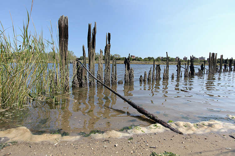 Rotting pilings show that this land was once used for something.