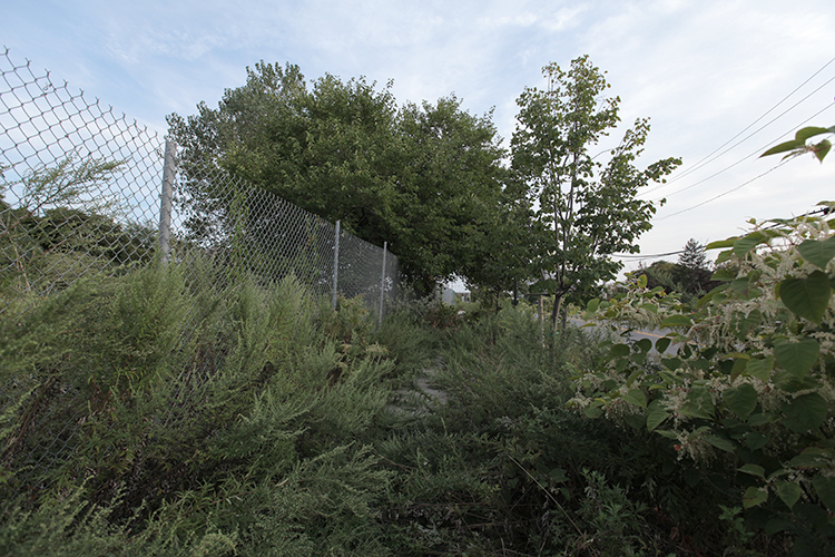 Not a wildlife sanctuary, this is a actually a sidewalk.