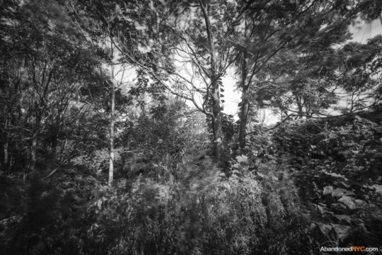 Inside a wooded section behind the baseball fields of Calvert Vaux Park.