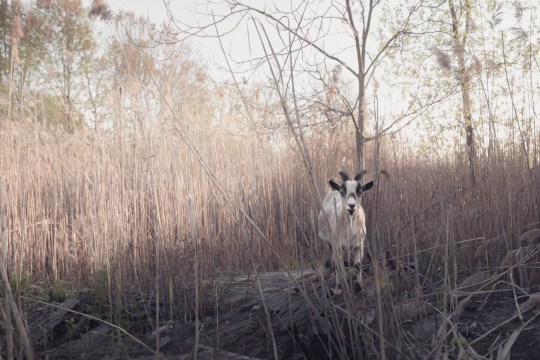 abandoned-nyc_staten-island_arthur-kill-road_kreischer-mansion-2